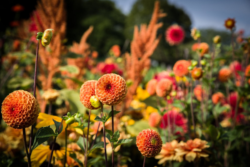 dahlias-knollen-planten-welk-tijdstip-is geschikt voorjaar